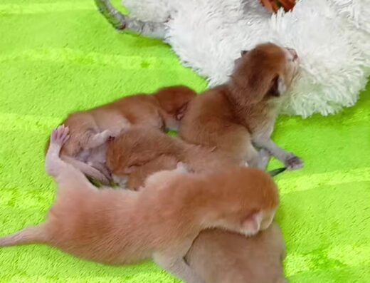 Кошенята золотистої шиншили з висячими та прямими вухами