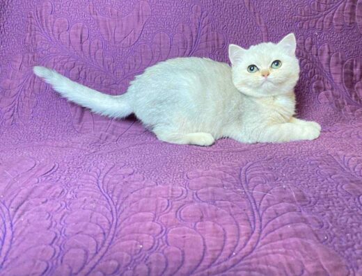 Британские серебристые и золотистые шиншиллы