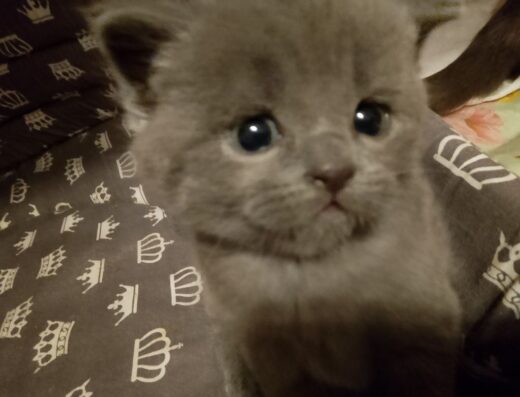 Кошенята, кіт, кішка