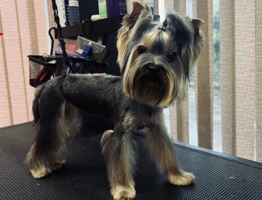 Груминг салон „Pet Beauty Groom“