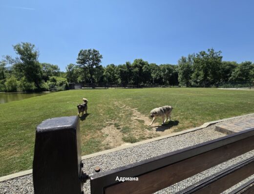 Хотел за домашни любимци “Paradise“