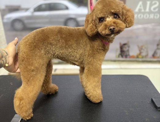 Студио за груминг „Sia Groom“