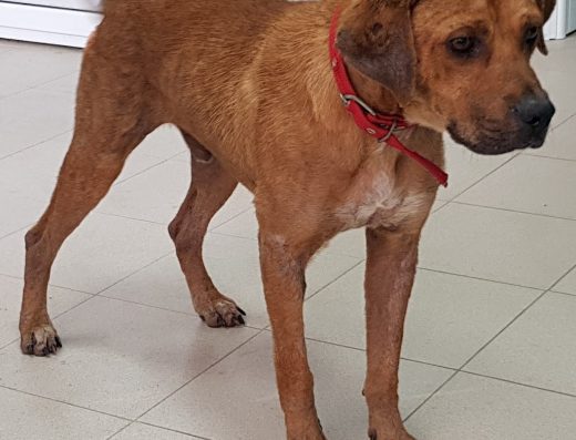 Ветеринарна амбулатория д-р Иванов