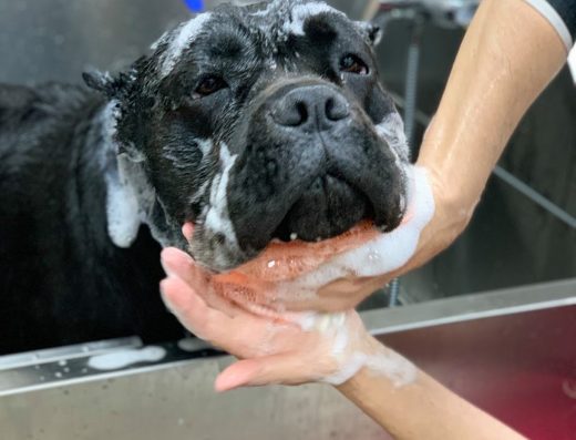 Ветеринарна амбулатория и зоомагазин „Лапички“