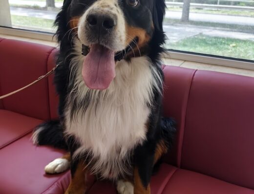 Ветеринарна клиника „Тандем“