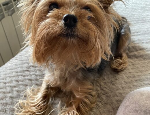 Ветеринарна клиника и зоомагазин „Тракия“