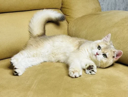 Британська золота шиншилла