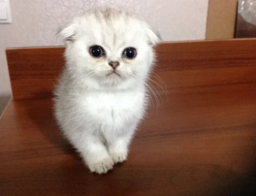 Шотландський котик сріблястої шиншили з висячими вухами