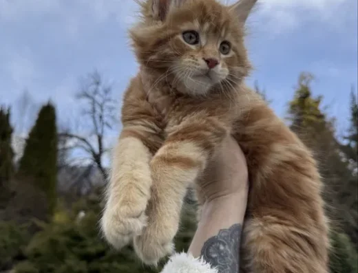 Мейн-Кун, хлопчик, рудий, вогняний, кошенята