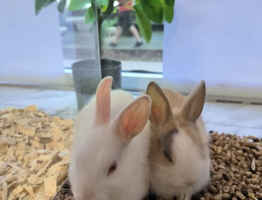 Зоомагазин „Animal world“