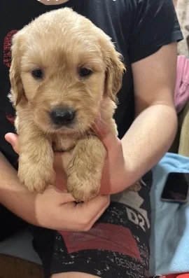 Голдън ретривър