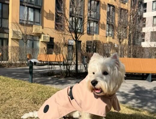 Одяг для собак «Pets World»