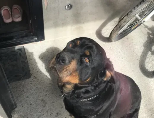 Ротвейлер: Цуценя (дівчинка)