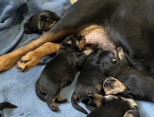 Ротвейлер: Малюки готуються до продажу