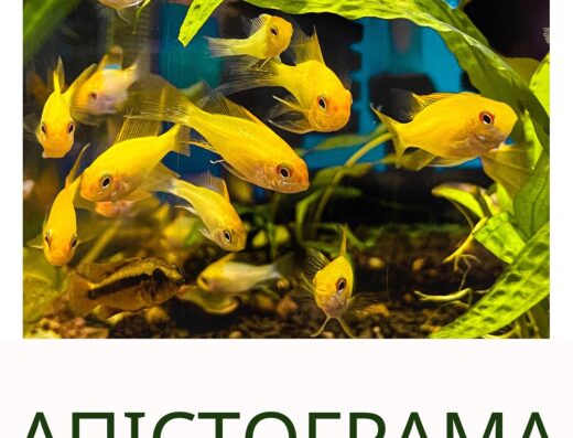 Магазин «Акваріумний світ»