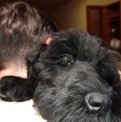 Російський Чорний Тер’єр: Сила, розум та вірність в одному серці