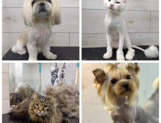 Салон краси для тварин «Pet Grooming»