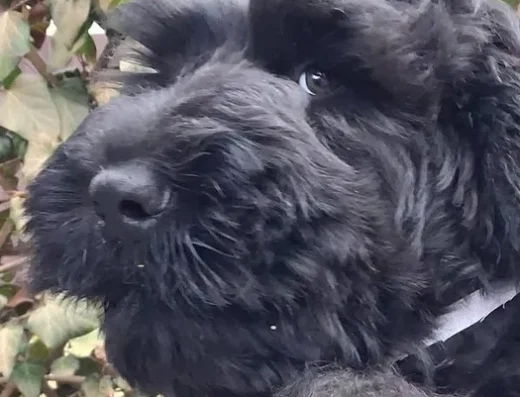 Російський Чорний Тер’єр: Чудові малюки для охорони та любові