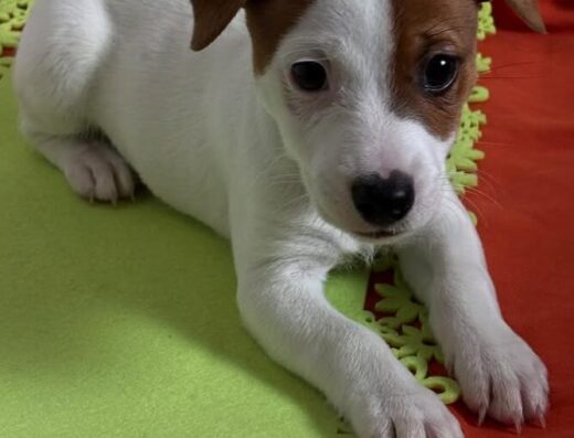Розплідник Джек-рассел-тер’єрів «Valerosa»