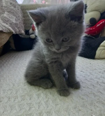 Продавам шотландски британски котета