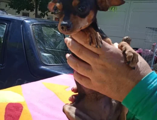 Той Тер’єр: Мініатюрні малюки в пошуках родини