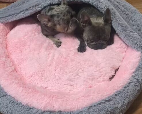 Лежаки для тварин «Pets Dreams Shop»