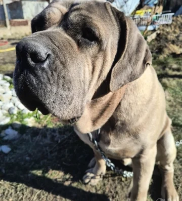 Продавам чистокръвни Кане Корсо