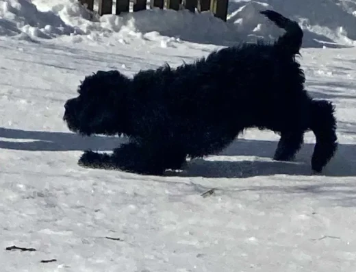 Чорний Тер’єр: Прайм Мій Всесвіт та Прада Мій Всесвіт готові до переїзду