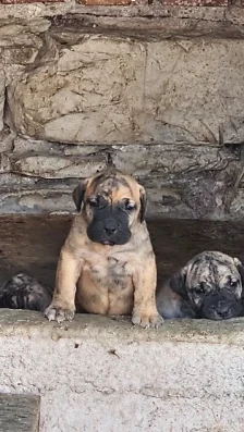 Дого Канарио/Преса Канарио