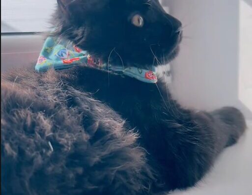 Розведення породи Мейн-кун