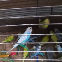 Зоомагазин “Золота рибка” на Мисайлівській