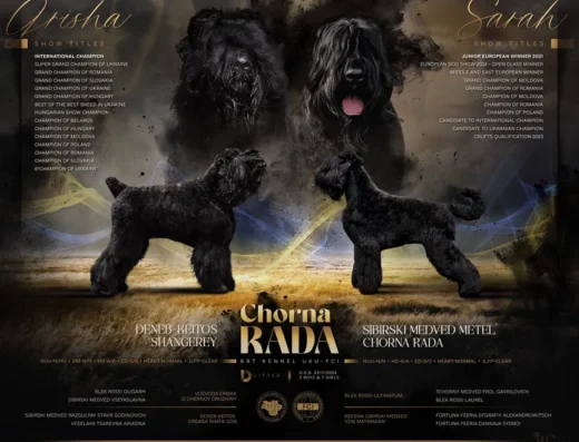 Чорний тер’єр: Елітні цуценята з унікальним поєднанням робочих та чемпіонських ліній