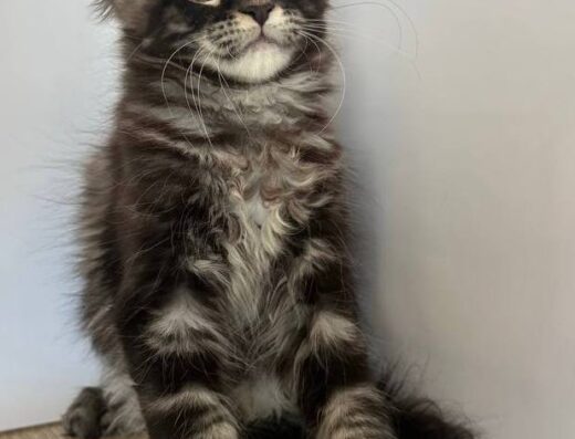 Дівчинка Мейн-кун: Чорний мармур на сріблі