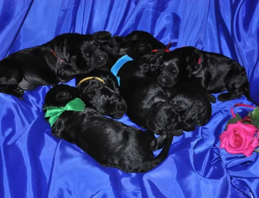 Чорний тер’єр: Чудові малюки від здорових батьків