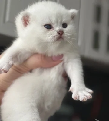 Британски коларпоинт котета