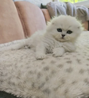 Клепоухи и правоухи сребърни чинчили