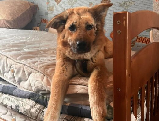 Веганська організація захисту тварин «A-Himsa»