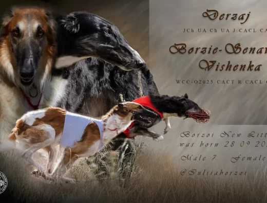 Псова Борза: Цуценята від титулованих батьків