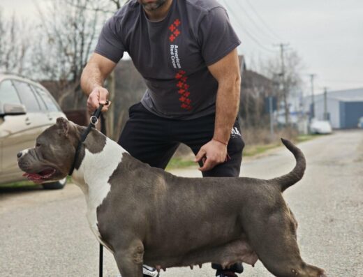 Развъдник за кучета Американско були ХЛ