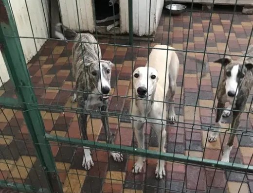 Грейхаунд: Цуценята в пошуках відповідальних власників