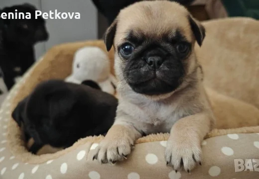 Бебе мопсчета (с ваксини и чипове)