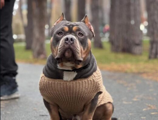 Розплідник «Lemberg Dominant Dog»