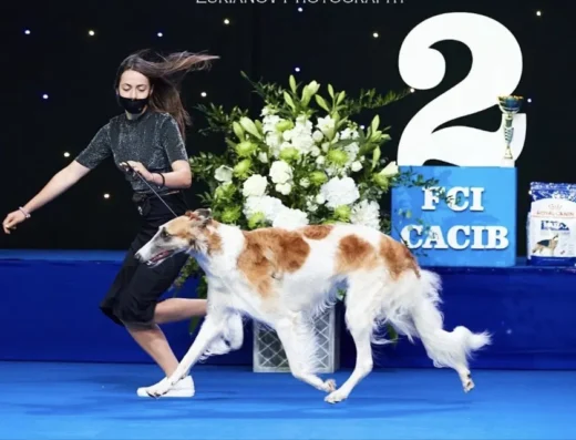 Руська Псова Борза: Цуценята від титулованих батьків-експортерів