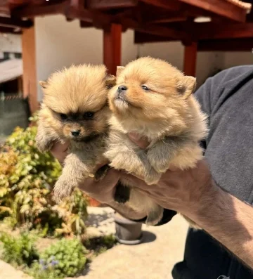 продавам померани