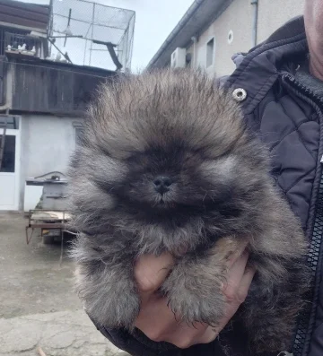 продавам померан
