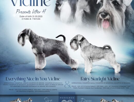 Розплідник Цвергшнауцерів «Vicline»