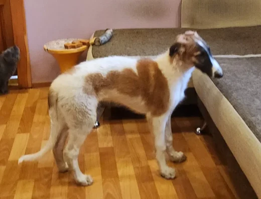 Псова Борза: Міцний хлопчик від робочих батьків