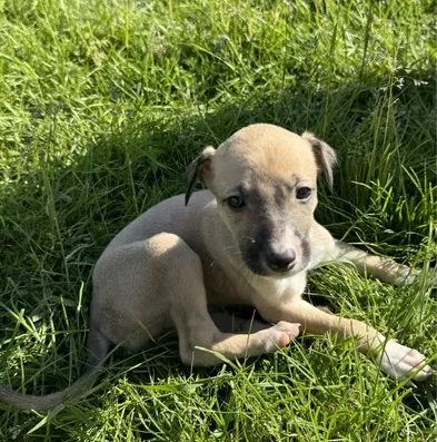 Грейхаунд: Чистокровні цуценята від робочих батьків