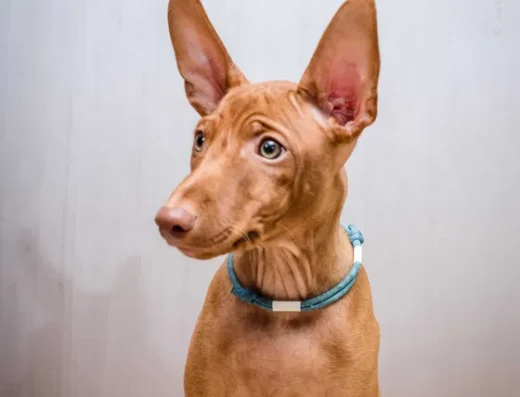 Чирнеко дель Етна: Дружній хлопчик рідкісної породи