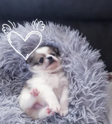 СУПЕР ИЗГОДНО.ТОП ЦЕНА.ШЕПИЧКА ЛЮБОВ